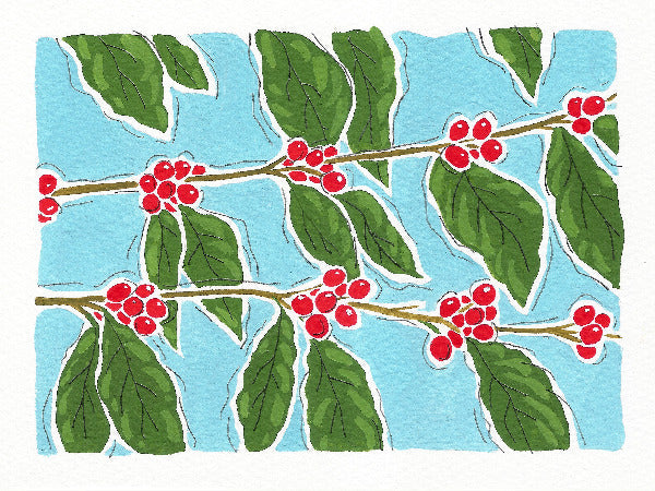 Colombia Geisha Honey